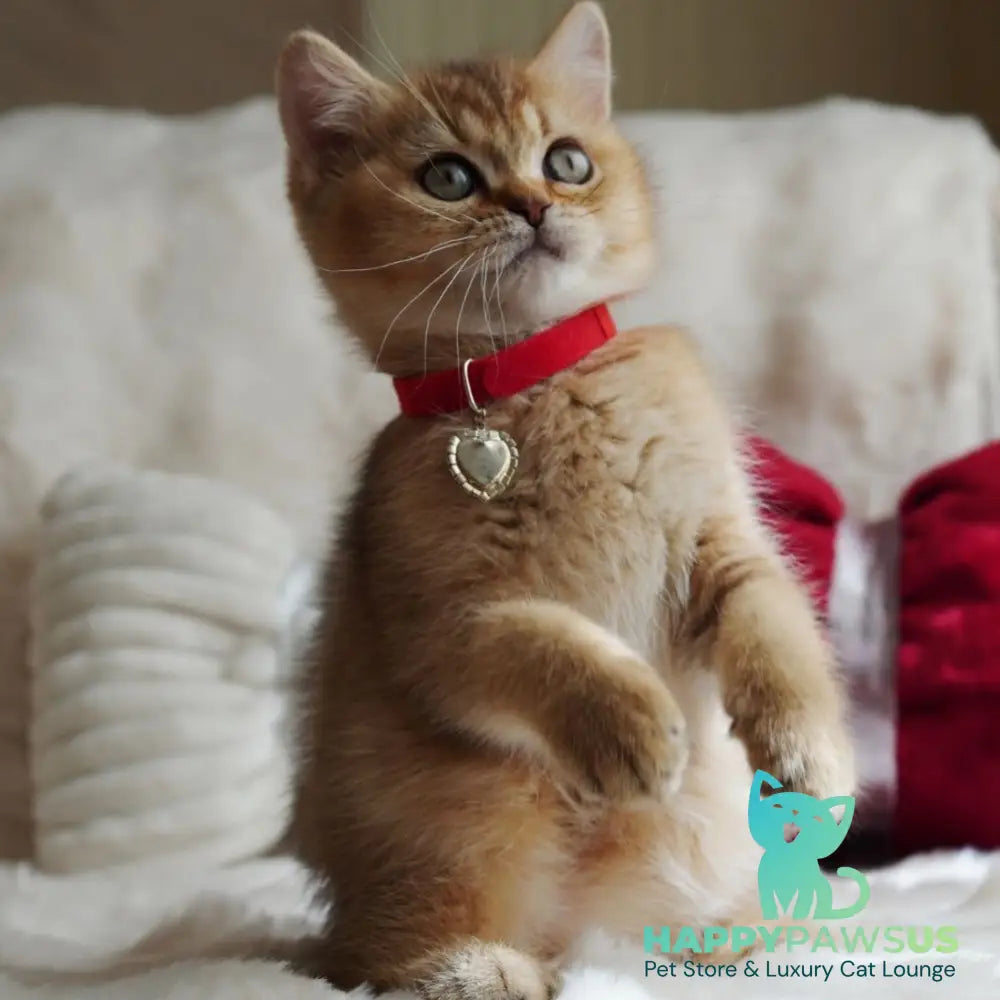Valentine British Shorthair male chocolate golden ticked tabby - live animals