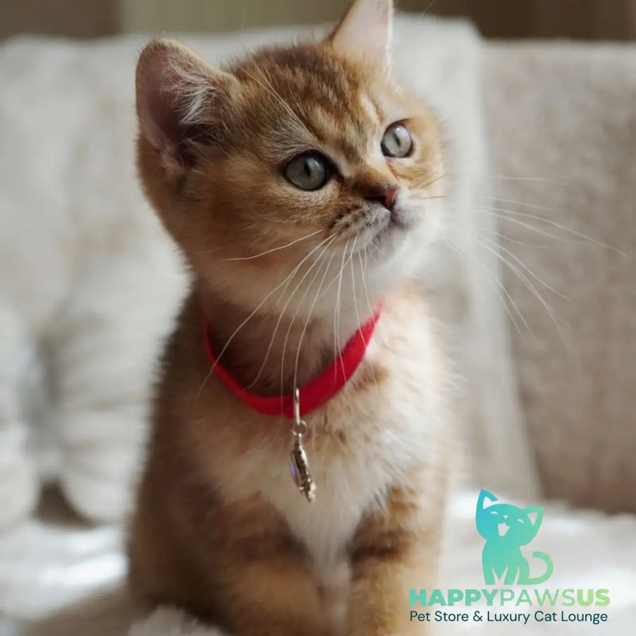 Valentine British Shorthair male chocolate golden ticked tabby - live animals