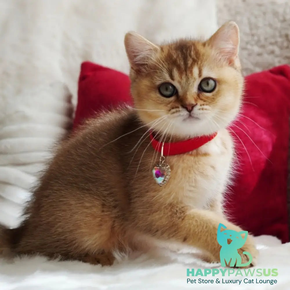 Valentine British Shorthair male chocolate golden ticked tabby - live animals