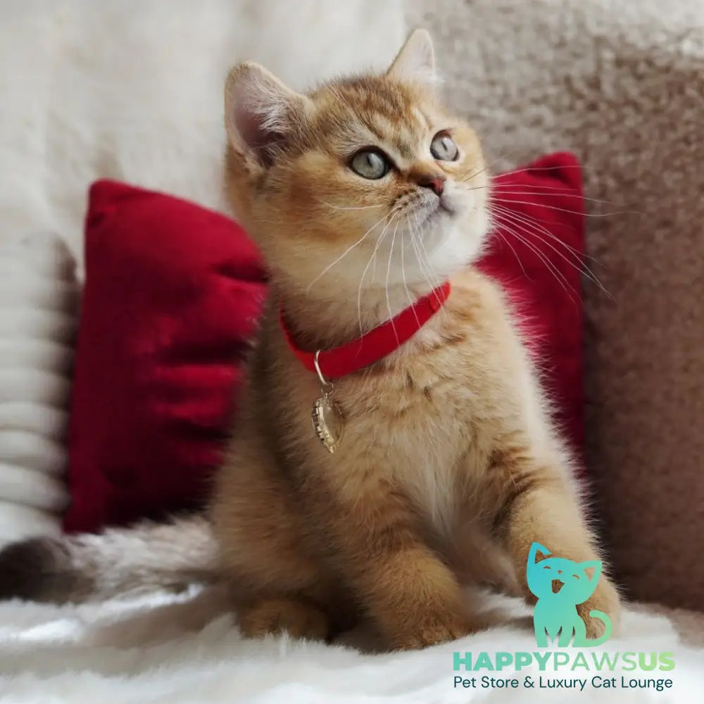 Valentine British Shorthair male chocolate golden ticked tabby - live animals
