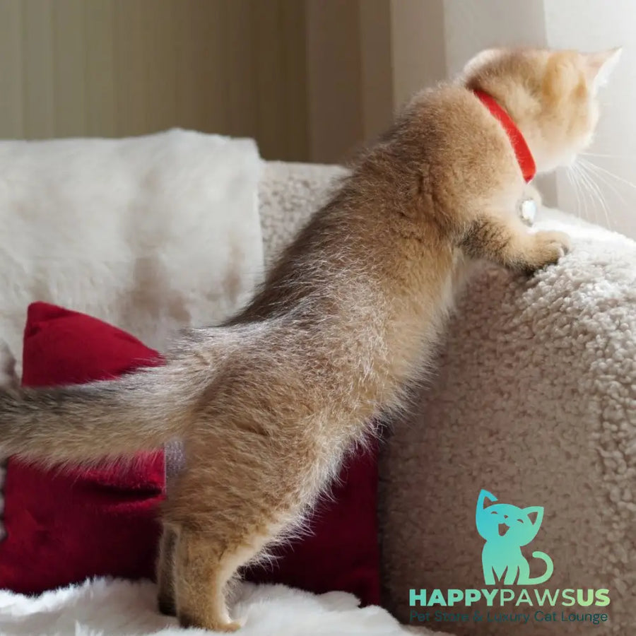 Valentine British Shorthair male chocolate golden ticked tabby - live animals