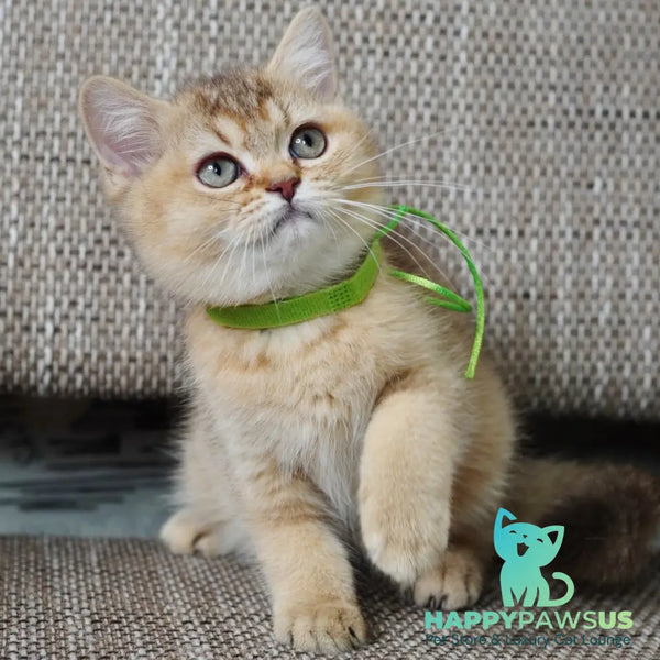 Valentine British Shorthair male chocolate golden ticked tabby - live animals