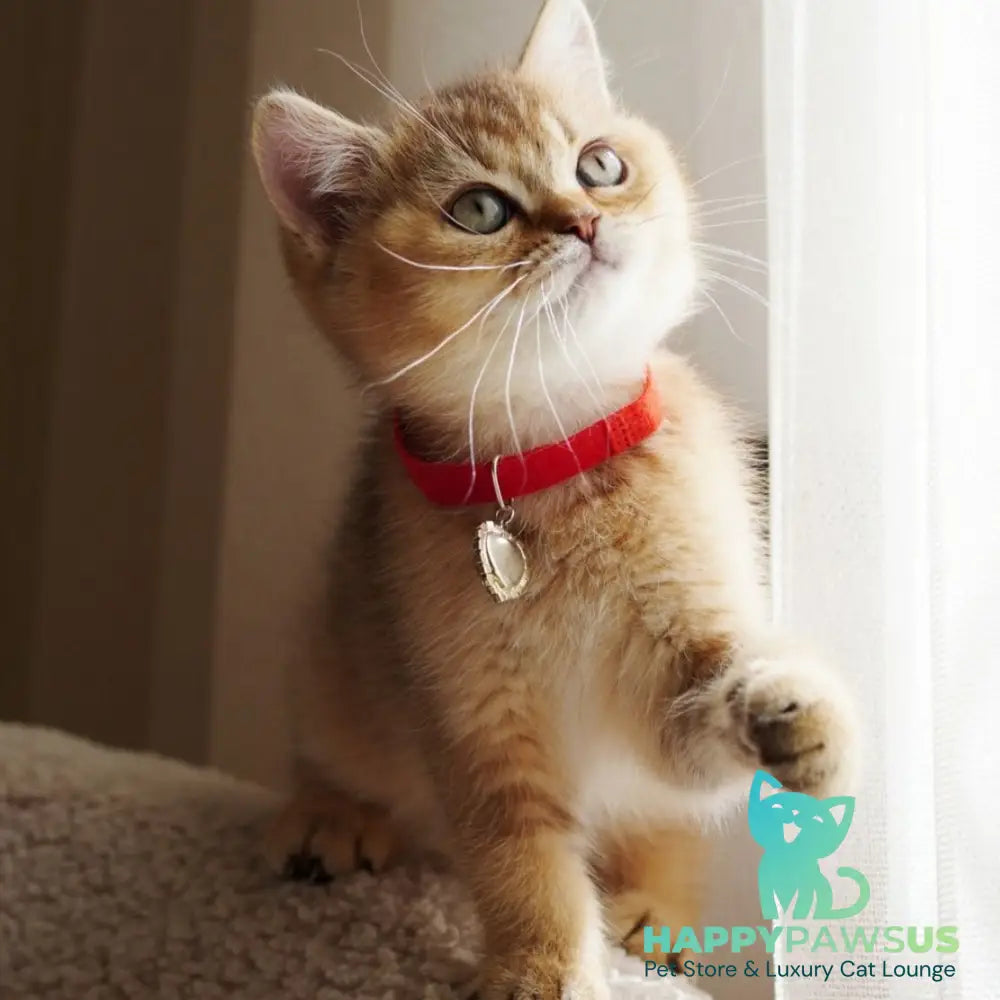 Valentine British Shorthair male chocolate golden ticked tabby - live animals