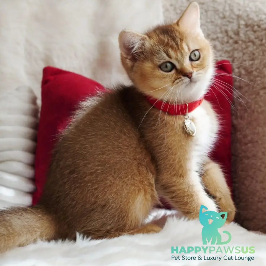 Valentine British Shorthair male chocolate golden ticked tabby - live animals