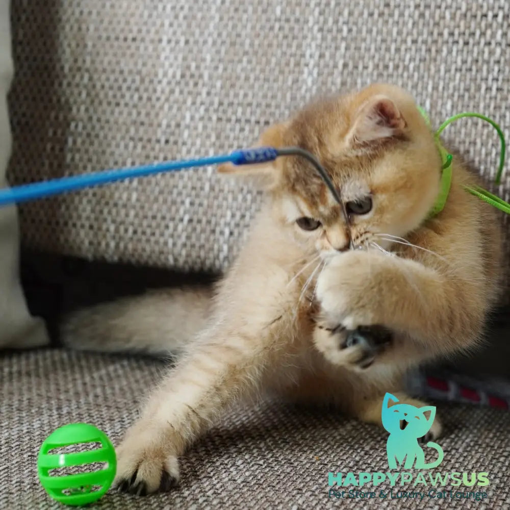 Valentine British Shorthair male chocolate golden ticked tabby - live animals