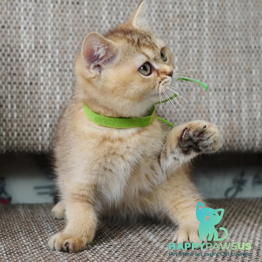Valentine British Shorthair male chocolate golden ticked tabby - live animals