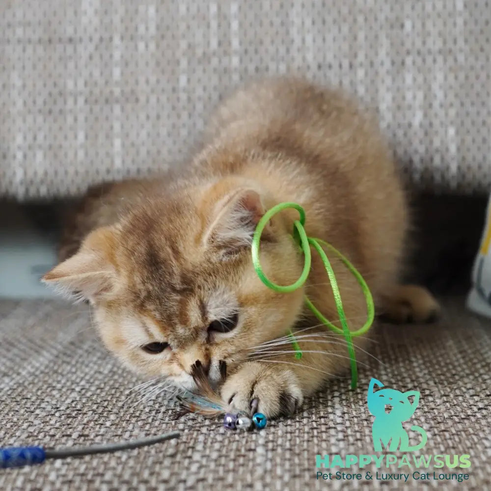Valentine British Shorthair male chocolate golden ticked tabby - live animals