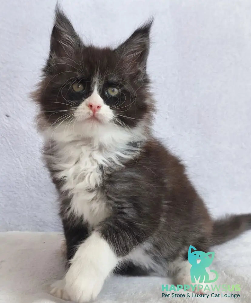 Valentine Maine Coon male black silver bicolour - live animals