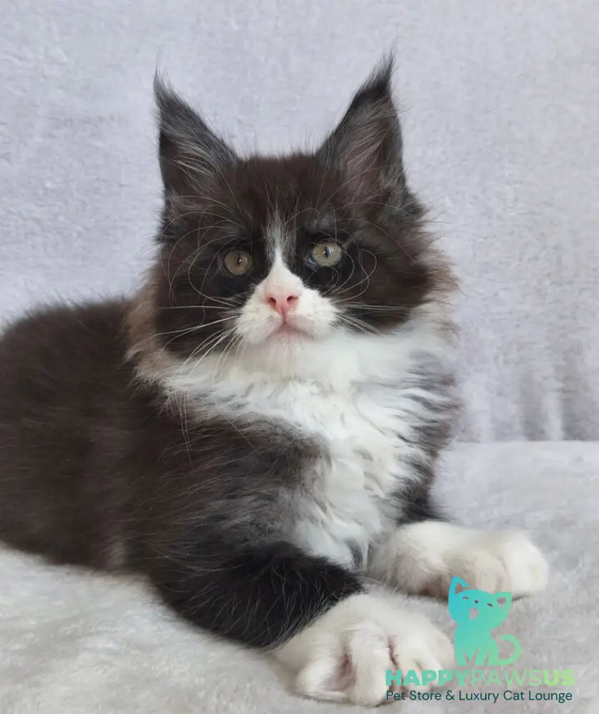 Valentine Maine Coon male black silver bicolour - live animals