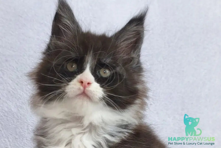 Valentine Maine Coon male black silver bicolour - live animals