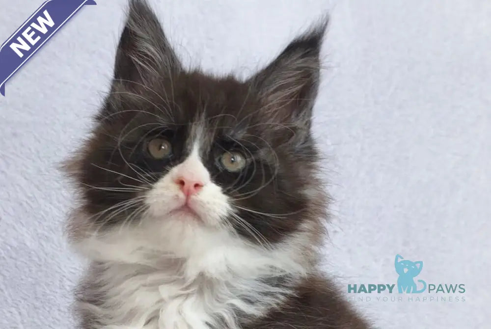 Valentine Maine Coon male black silver bicolour - live animals