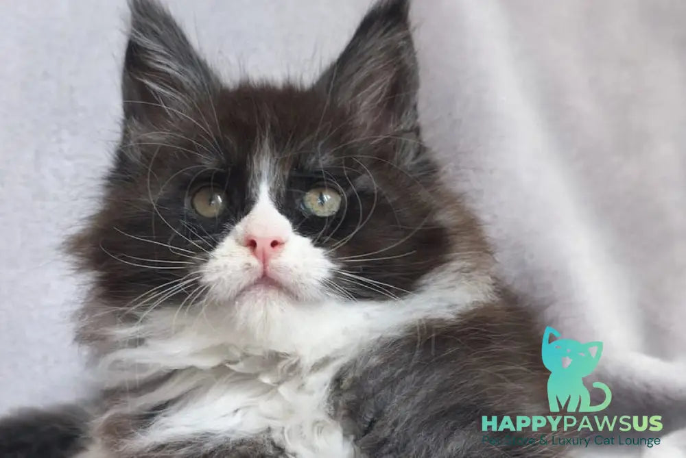 Valentine Maine Coon male black silver bicolour - live animals