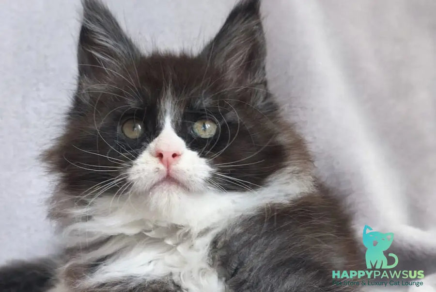 Valentine Maine Coon male black silver bicolour - live animals