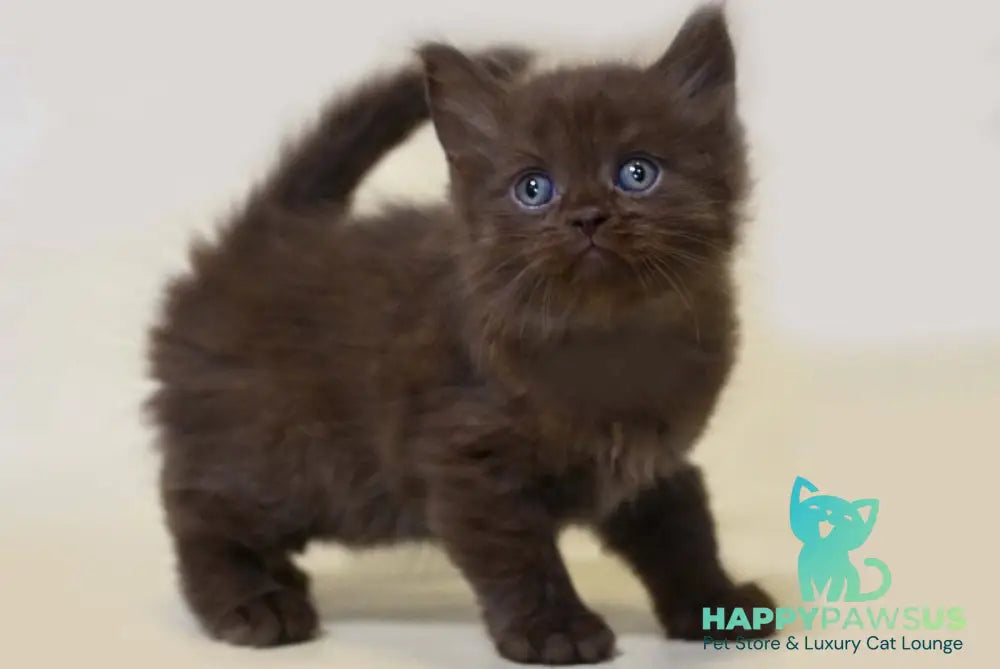 Valentino British Longhair male chocolate live animals