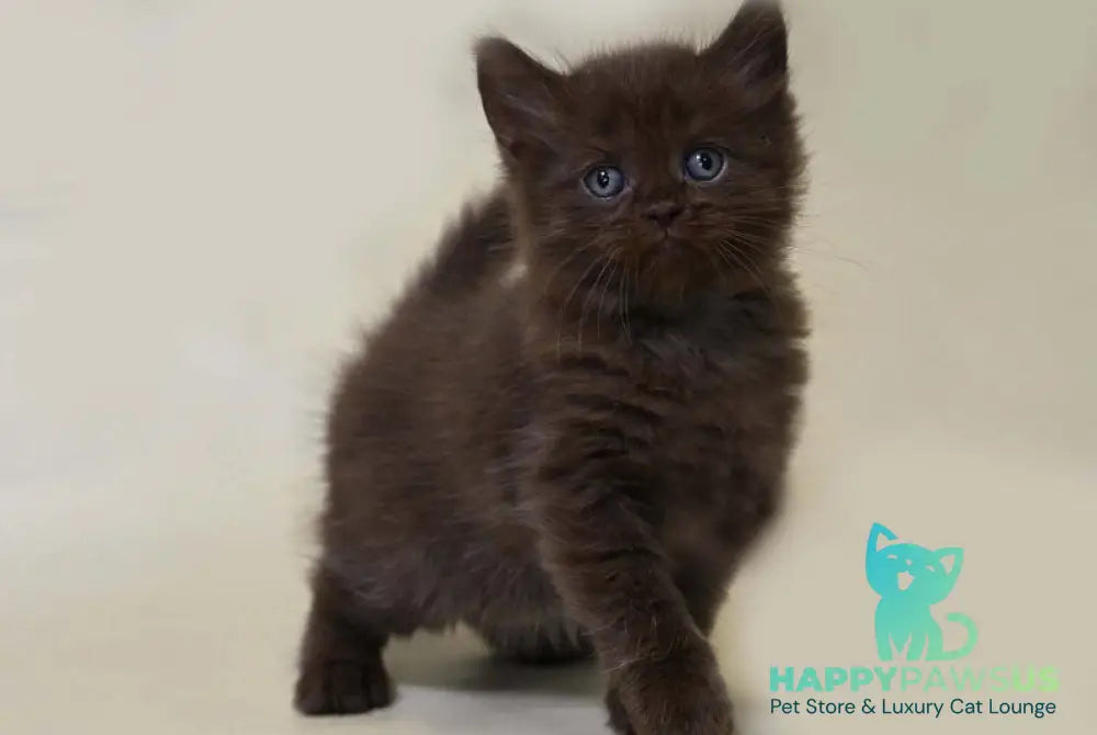 Valentino British Longhair male chocolate live animals