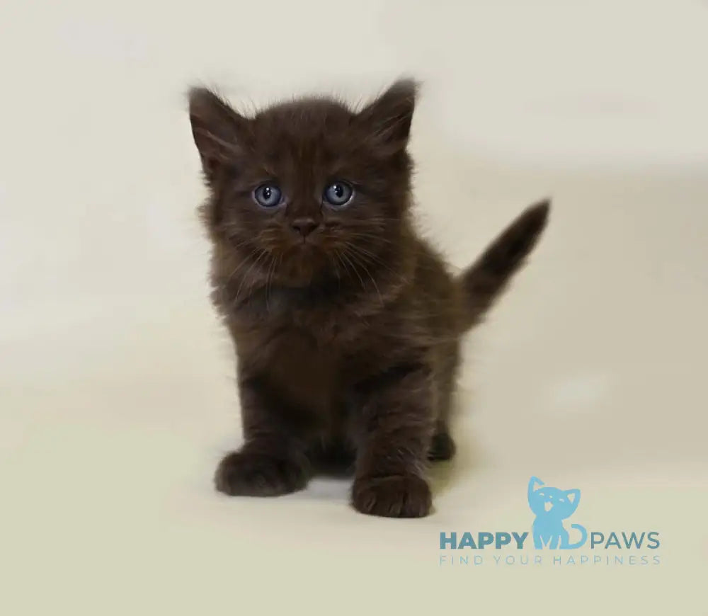 Valentino British Longhair male chocolate live animals