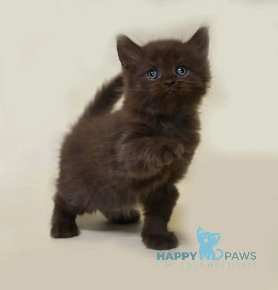 Valentino British Longhair male chocolate live animals