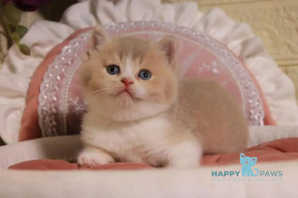 Valentino British Shorthair male fawn golden shaded bicolour live animals