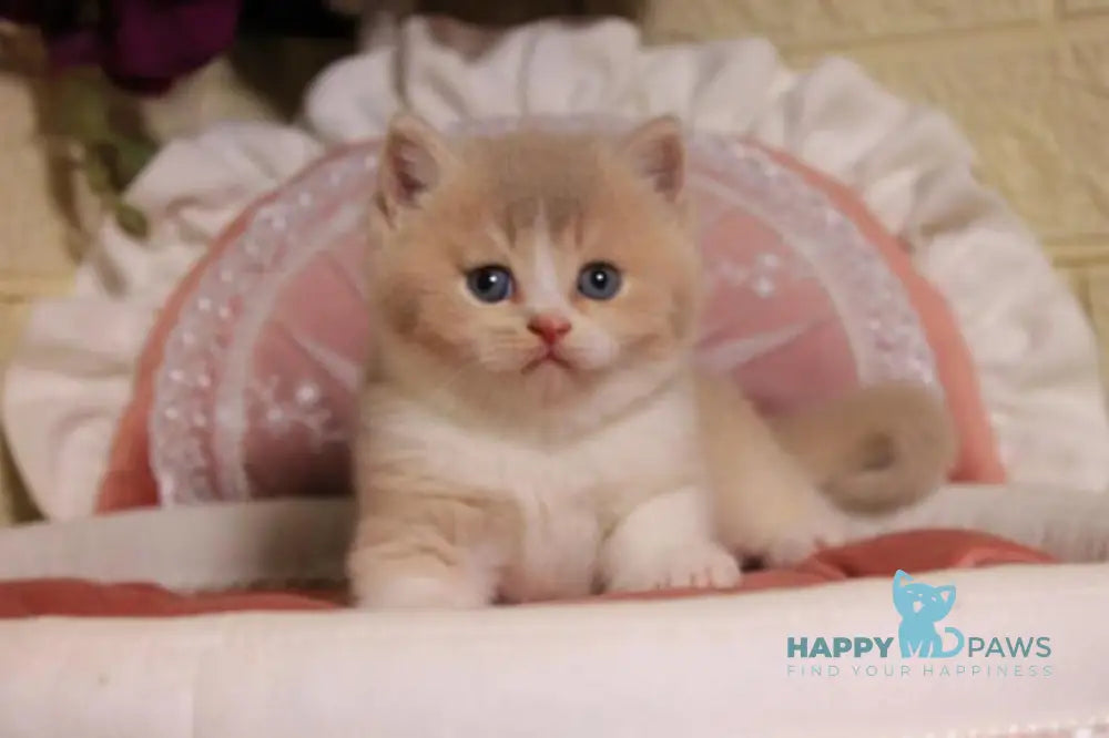 Valentino British Shorthair male fawn golden shaded bicolour live animals