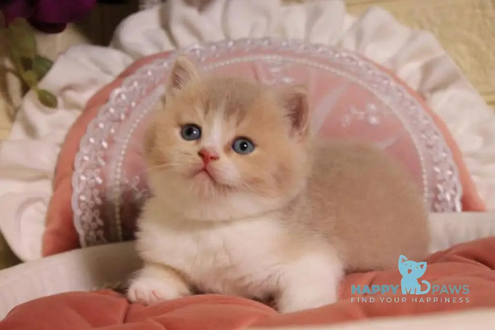 Valentino British Shorthair male fawn golden shaded bicolour live animals