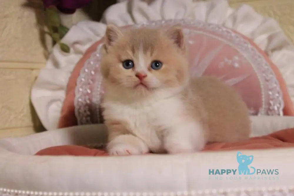 Valentino British Shorthair male fawn golden shaded bicolour live animals