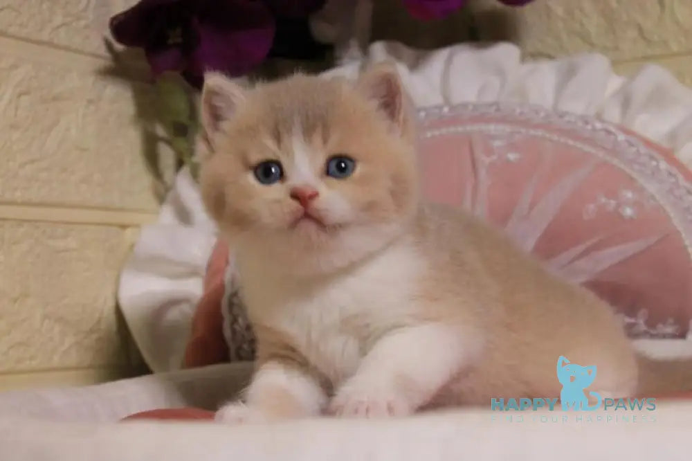 Valentino British Shorthair male fawn golden shaded bicolour live animals