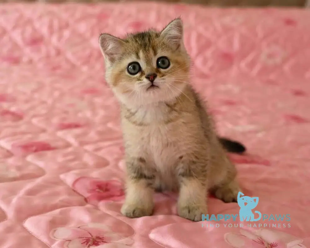 Valerchik Scottish Straight male black golden ticked tabby live animals