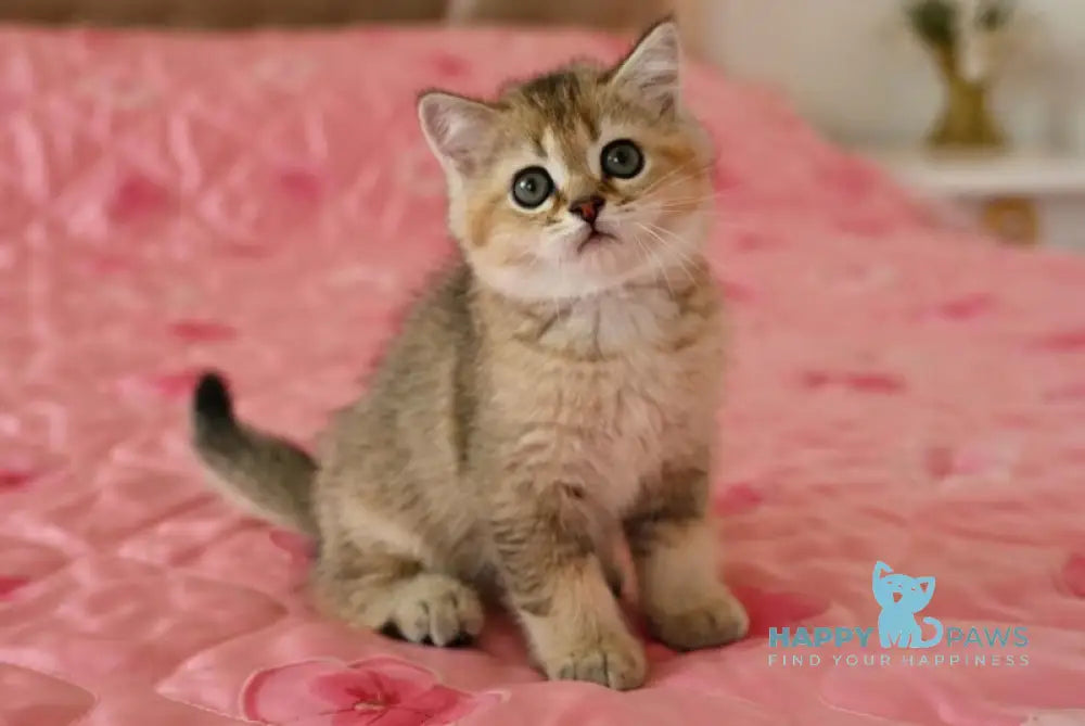 Valerchik Scottish Straight male black golden ticked tabby live animals