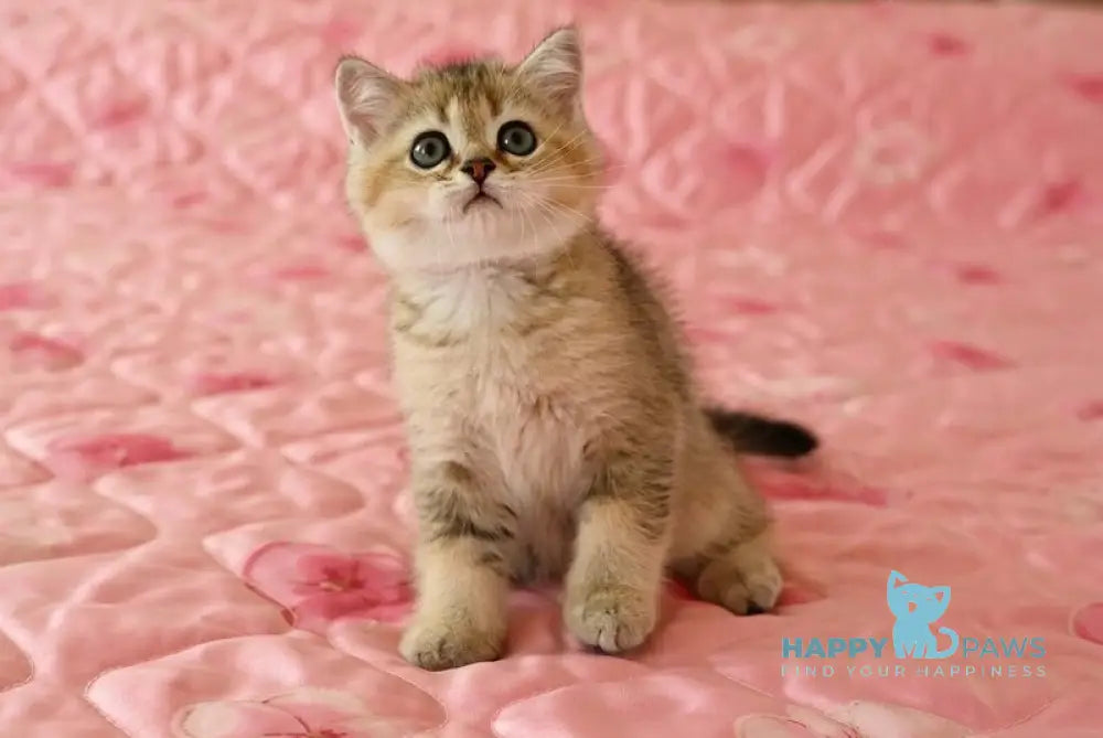 Valerchik Scottish Straight male black golden ticked tabby live animals