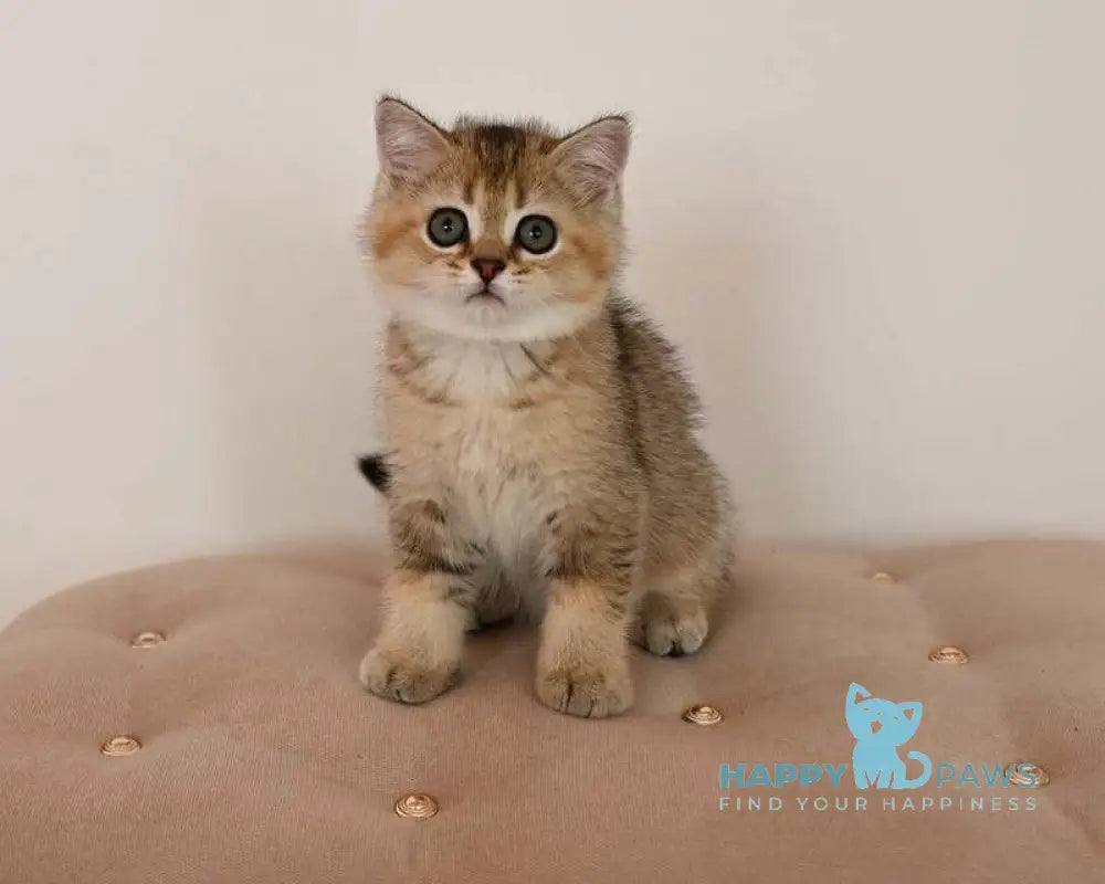 Valerchik Scottish Straight male black golden ticked tabby live animals