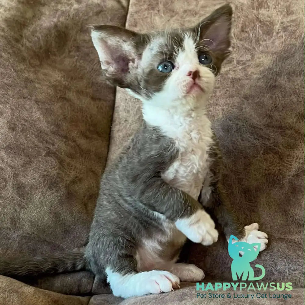 Valeria Devon Rex female red bicolour - live animals