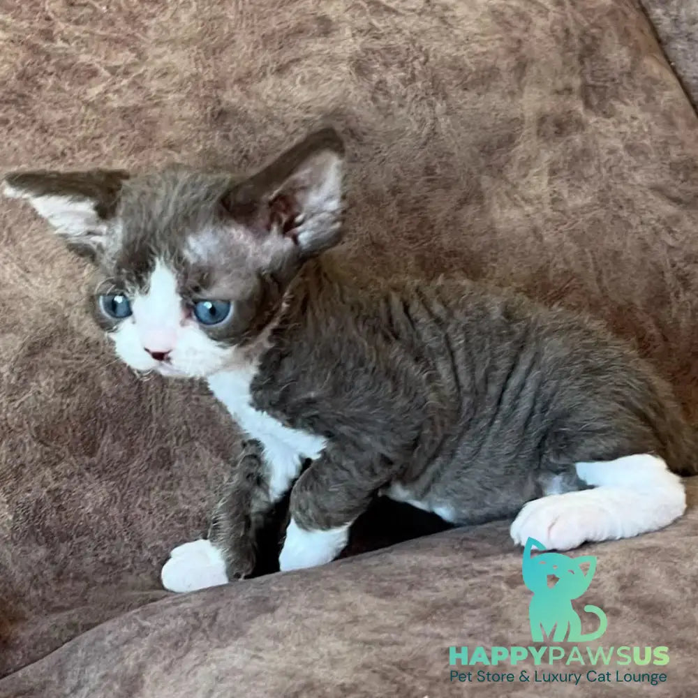 Valeria Devon Rex female red bicolour - live animals