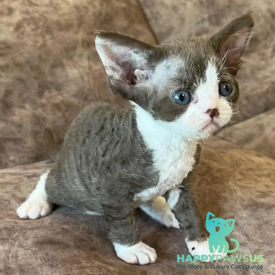 Valeria Devon Rex female red bicolour - live animals