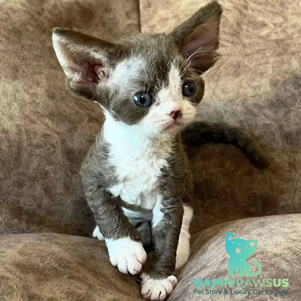 Valeria Devon Rex female red bicolour - live animals
