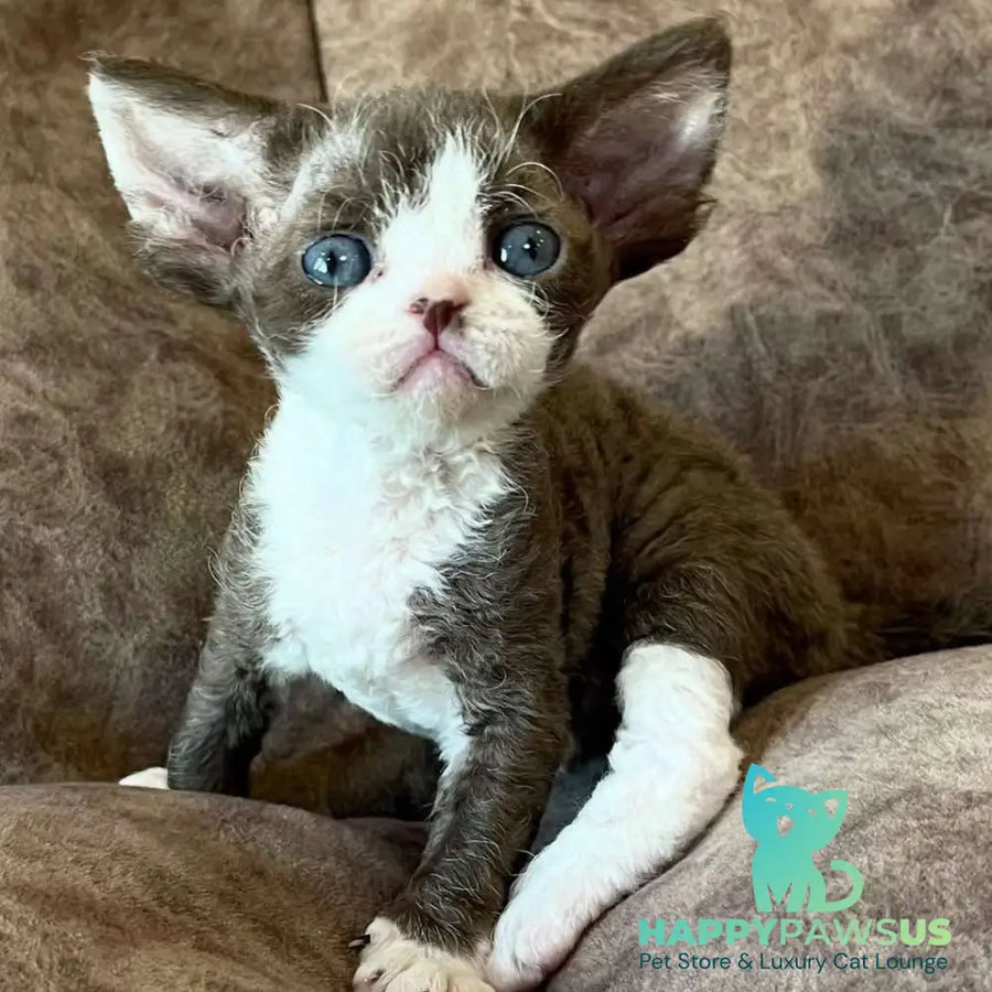 Valeria Devon Rex female red bicolour - live animals
