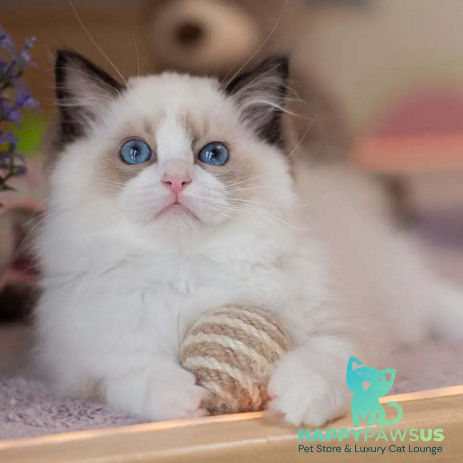 Valerie Ragdoll female seal bicolour - live animals