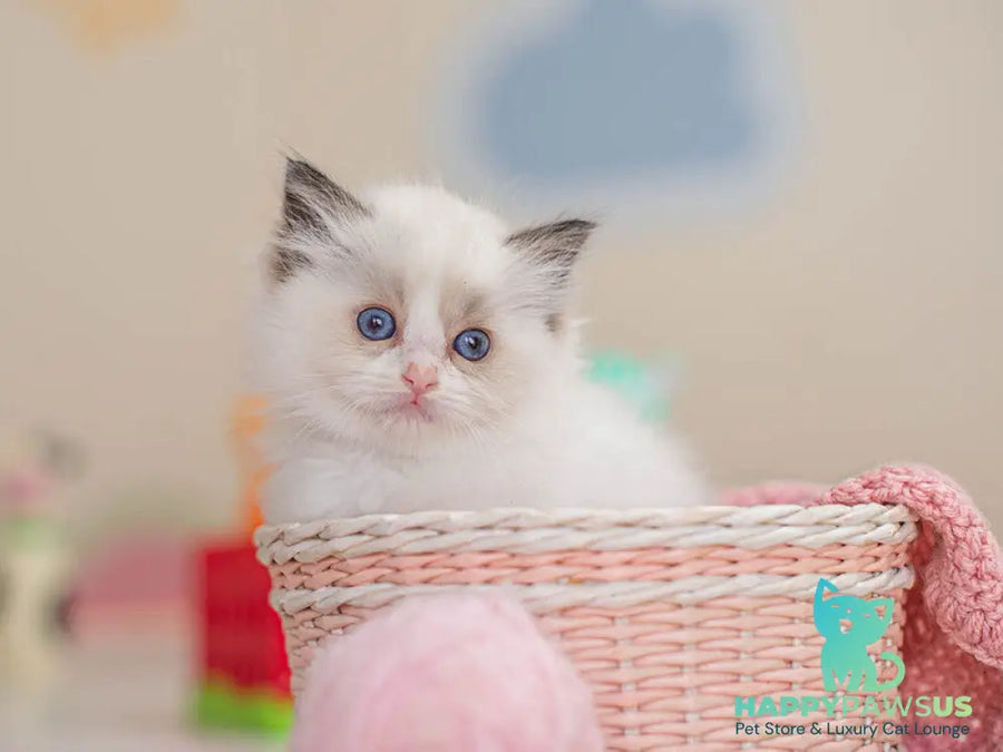 Valerie Ragdoll female seal bicolour - live animals