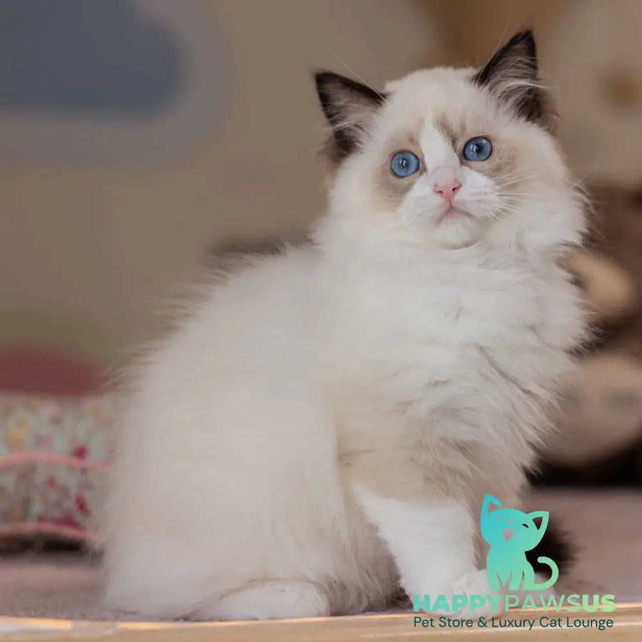 Valerie Ragdoll female seal bicolour - live animals