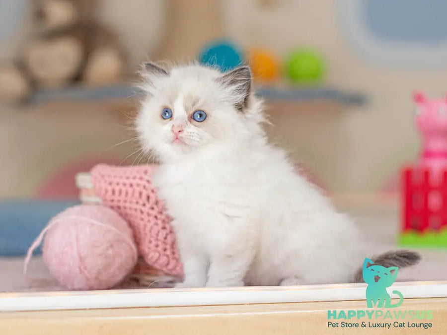 Valerie Ragdoll female seal bicolour - live animals