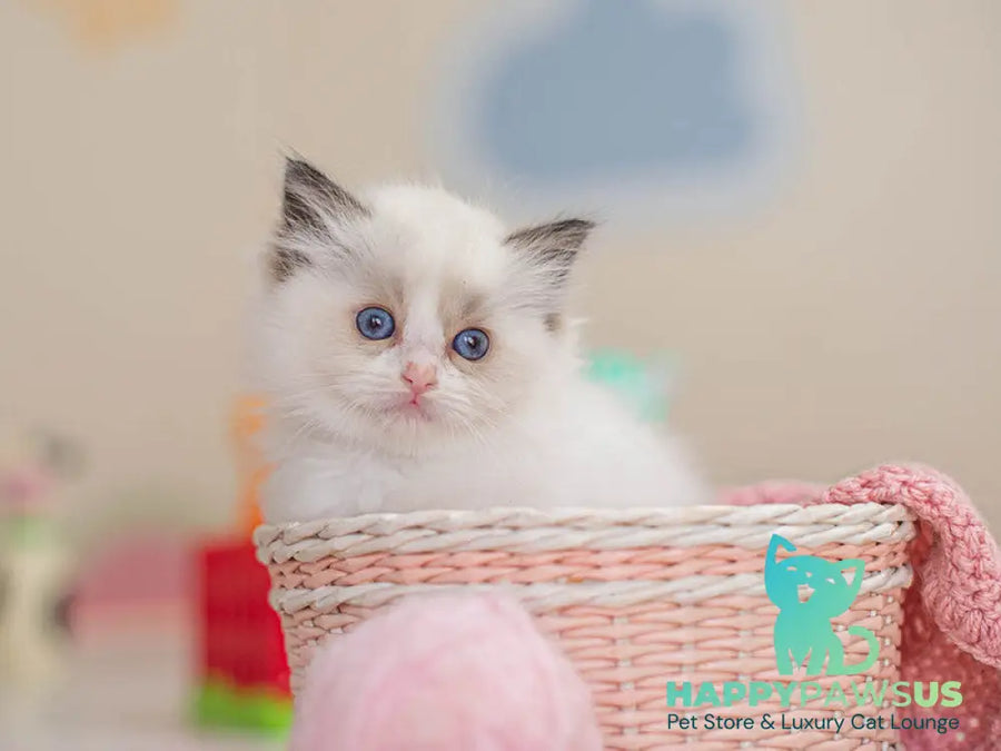 Valerie Ragdoll female seal bicolour - live animals