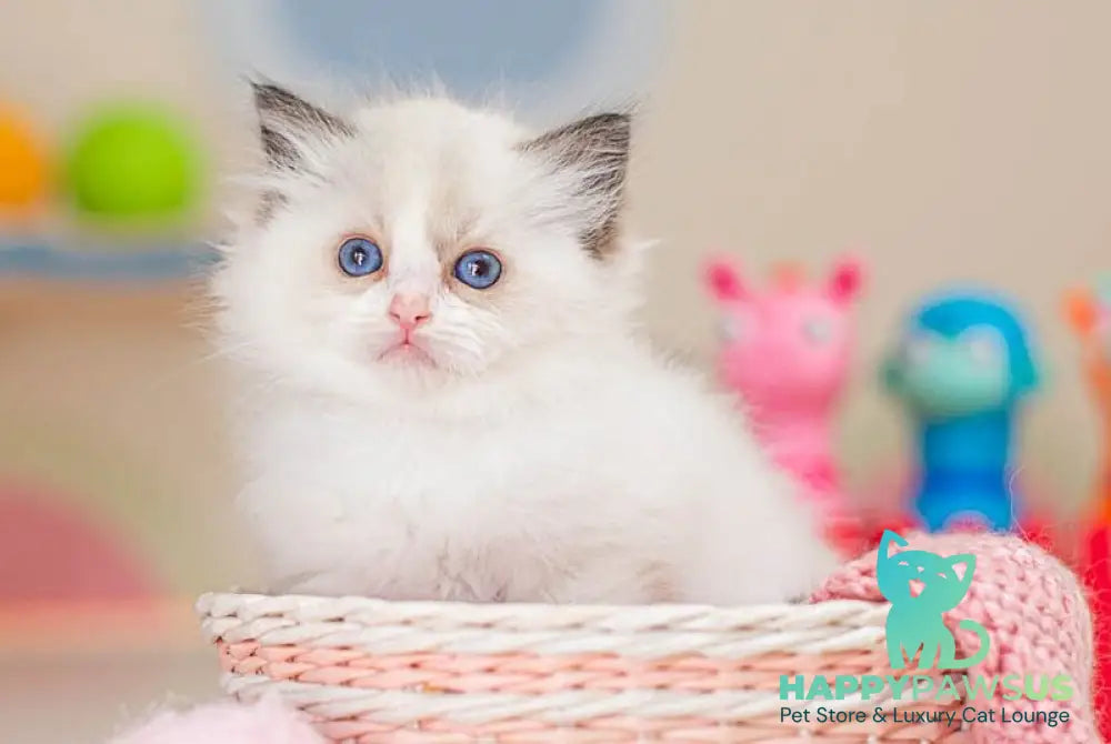 Valerie Ragdoll female seal bicolour - live animals