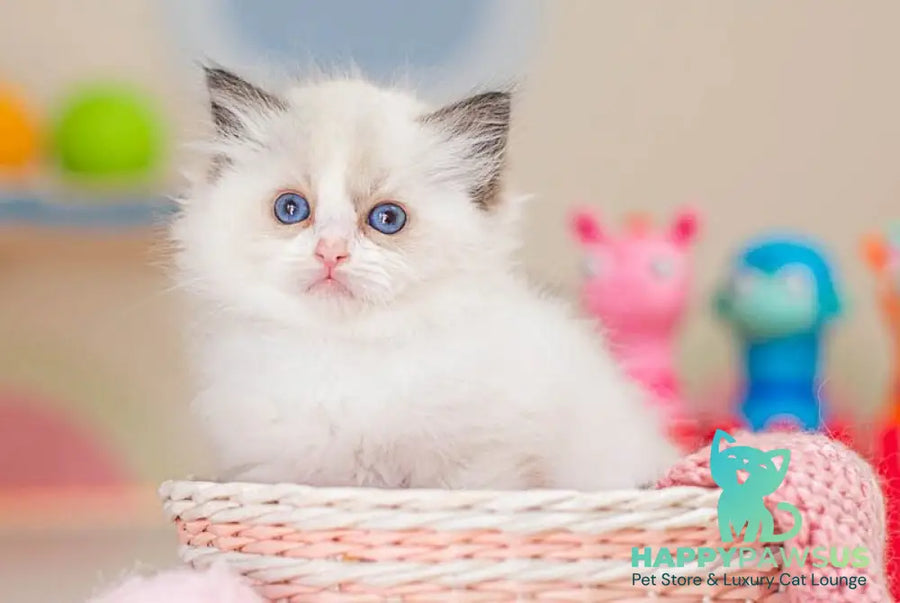 Valerie Ragdoll female seal bicolour - live animals