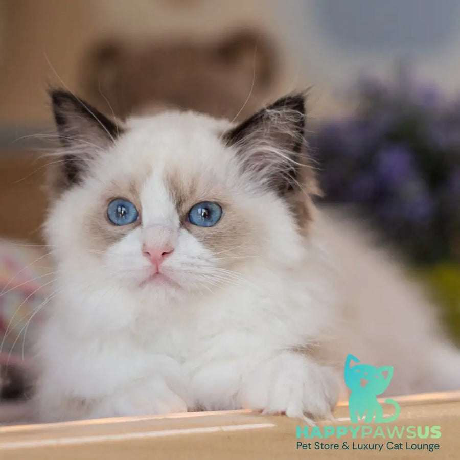 Valerie Ragdoll female seal bicolour - live animals