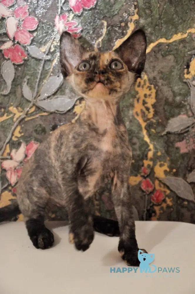 Valery Devon Rex female black tortie live animals