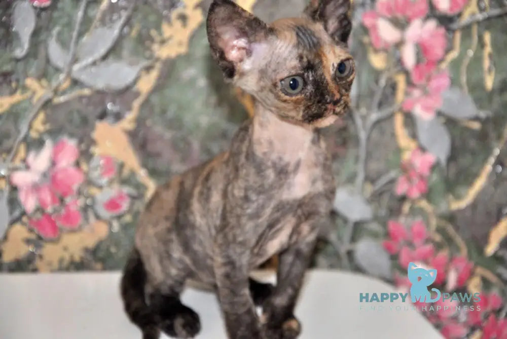 Valery Devon Rex female black tortie live animals