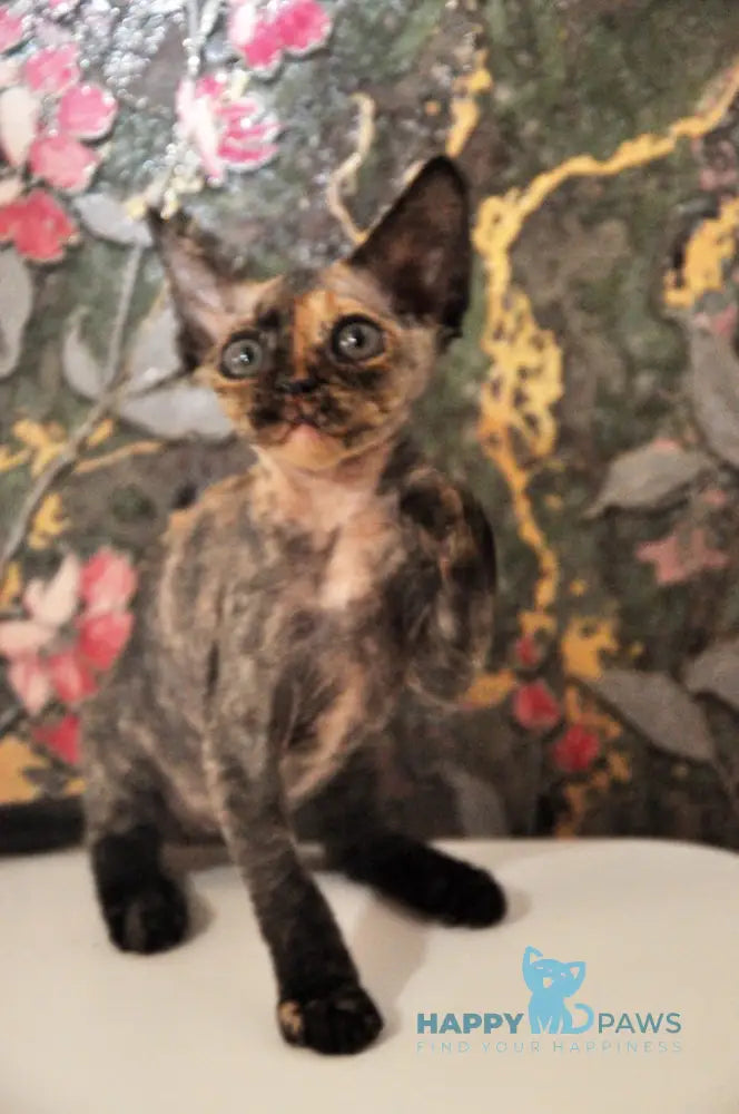 Valery Devon Rex female black tortie live animals