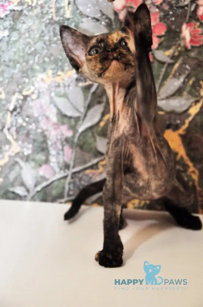 Valery Devon Rex female black tortie live animals