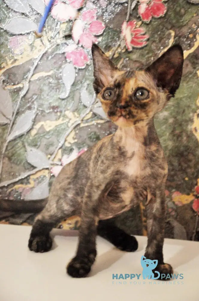 Valery Devon Rex female black tortie live animals