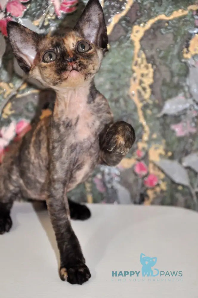 Valery Devon Rex female black tortie live animals