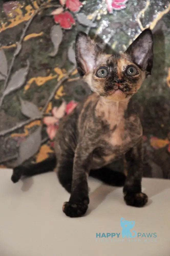 Valery Devon Rex female black tortie live animals